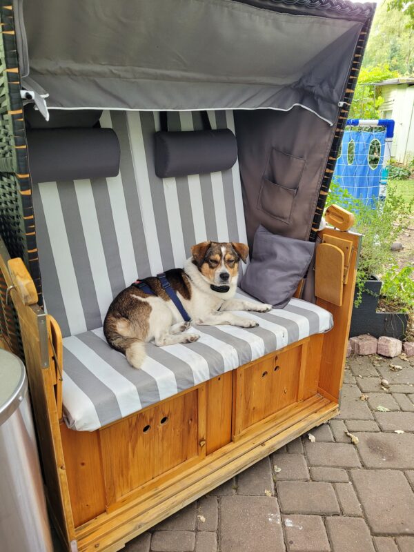 Tauno in 29342 Wienhausen *vermittelt* – Bild 4