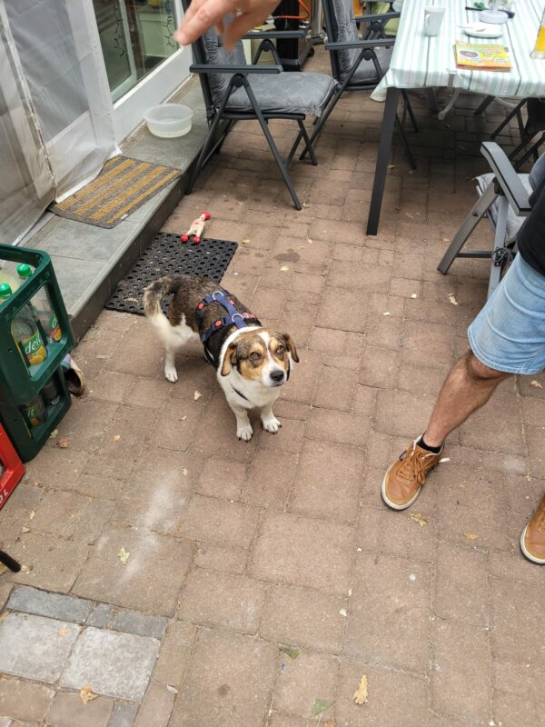 Tauno in 29342 Wienhausen *vermittelt* – Bild 3