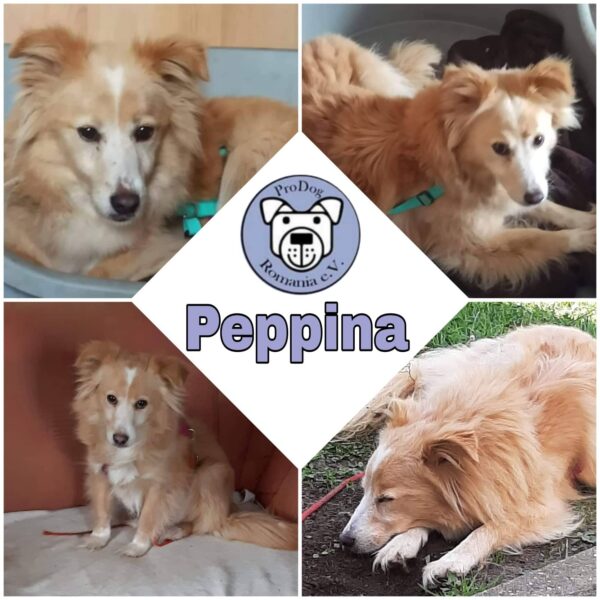 PEPPINA - Gnadenplatzhund seit Oktober 2020