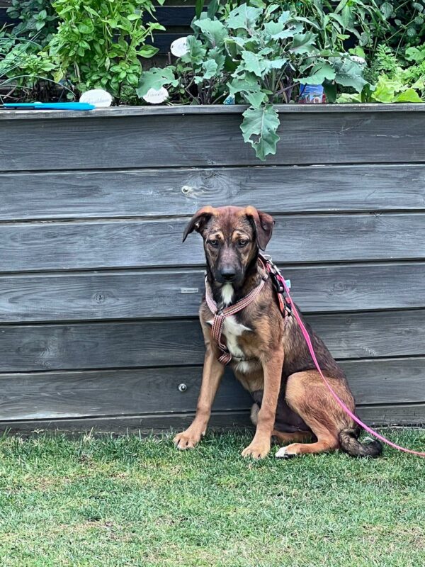 Daria in 92367 Pilsach *vermittelt* – Bild 8
