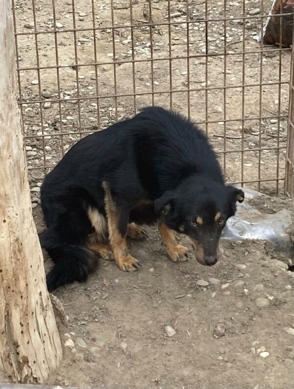 SONI (⚤) - vermisst 04/24 – Bild 3