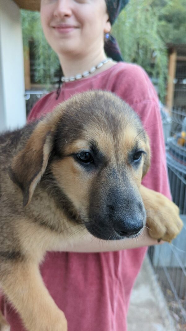 BUTTERCUP - auf Pflegestelle in PLZ 6 *vermittelt* – Bild 3