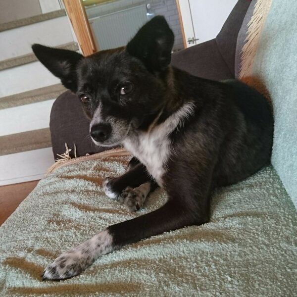 Aponi in 24811 Brekendorf  *vermittelt* – Bild 8