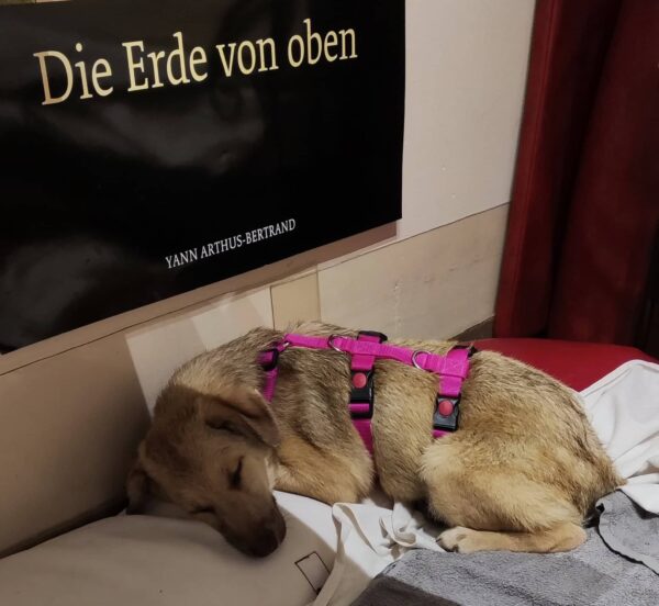 Evy in 21493 Möhnsen *vermittelt* – Bild 18