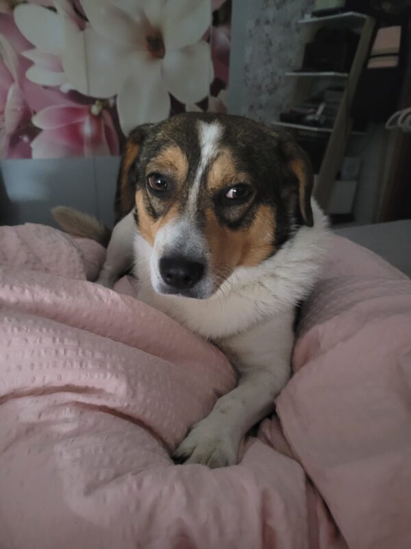 Tauno in 29342 Wienhausen *vermittelt* – Bild 9