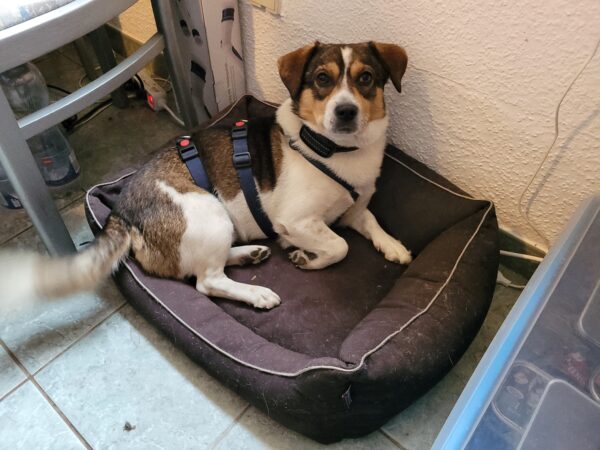 Tauno in 29342 Wienhausen *vermittelt* – Bild 11