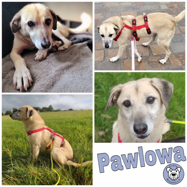 Pawlowa in 58256 Ennepetal *vermittelt*