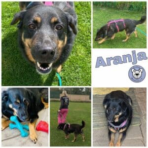 ARANJA - Gnadenplatzhund seit 04.02.2022 - RBB 06/2025