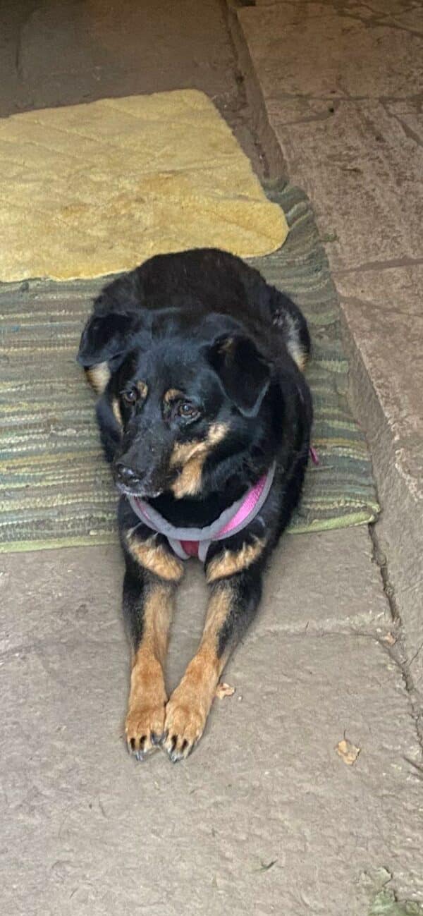 ARANJA - Gnadenplatzhund seit 04.02.2022 - RBB 06/2025 – Bild 4