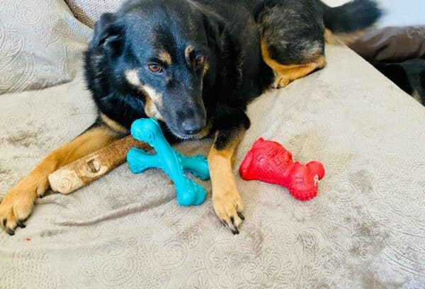 ARANJA - Gnadenplatzhund seit 04.02.2022 - RBB 06/2025 – Bild 3