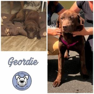 GEORDIE - Gnadenplatzhund seit dem 25.06.2022 - RBB 11/24