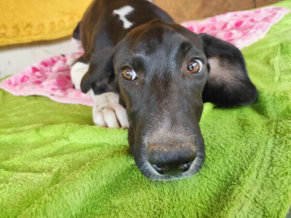 ANNIE - ausgereist zum TH Gelnhausen – Bild 4