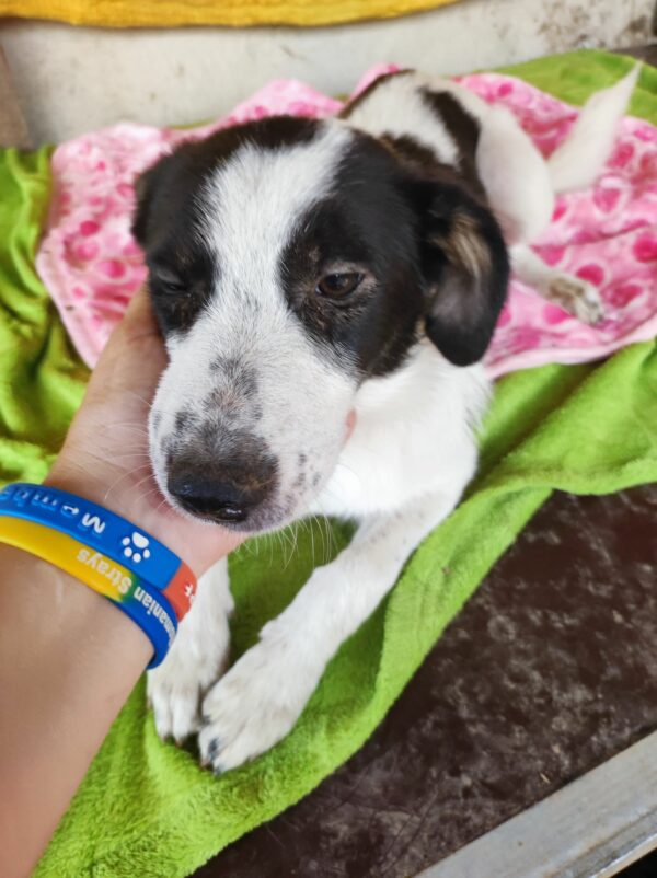 RONJA - auf Pflegestelle in PLZ 9 (vermittelt) – Bild 4