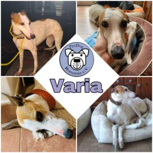VARIA - Gnadenplatzhund seit dem 10.06.2022
