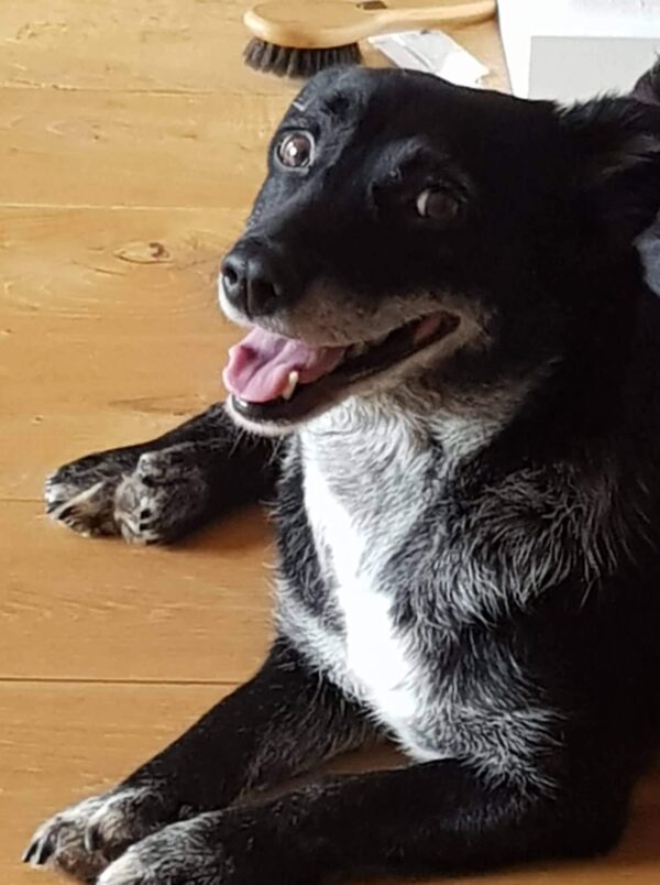 Loretta in 23715 Bosau *vermittelt* – Bild 5