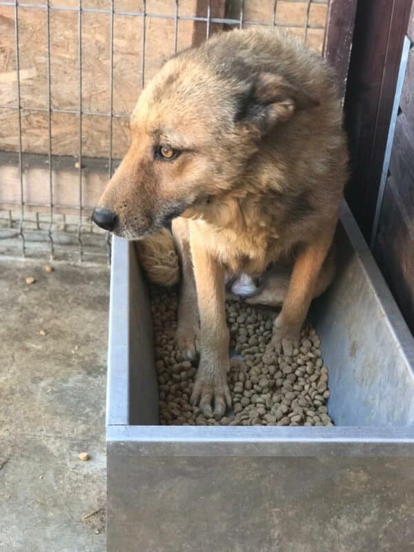 AILINA - medizinischer Notfall - humpelt an der Hinterhand - reserviert Tines Pfötchenhof - vermittelt – Bild 2