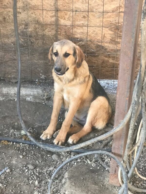 BUTTERCUP - auf Pflegestelle in PLZ 6 *vermittelt*