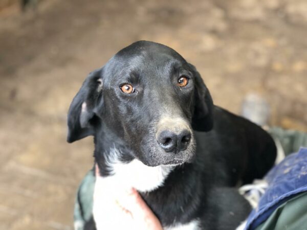 ANNIE - ausgereist zum TH Gelnhausen