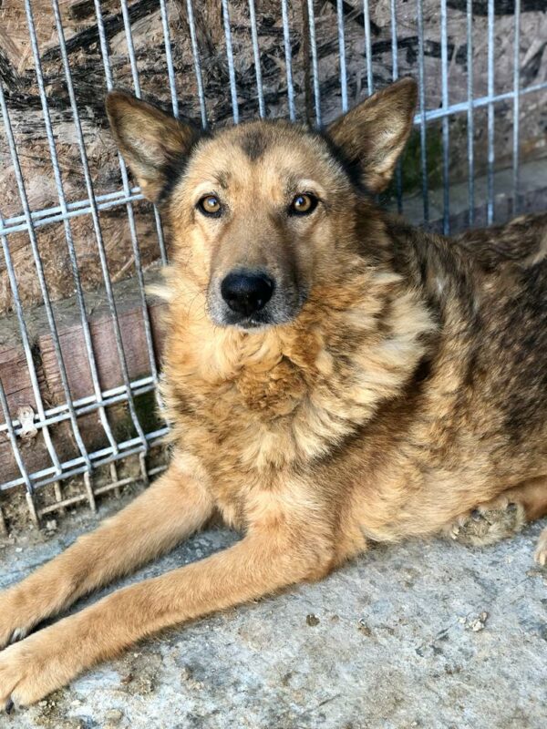 AILINA - medizinischer Notfall - humpelt an der Hinterhand - reserviert Tines Pfötchenhof - vermittelt
