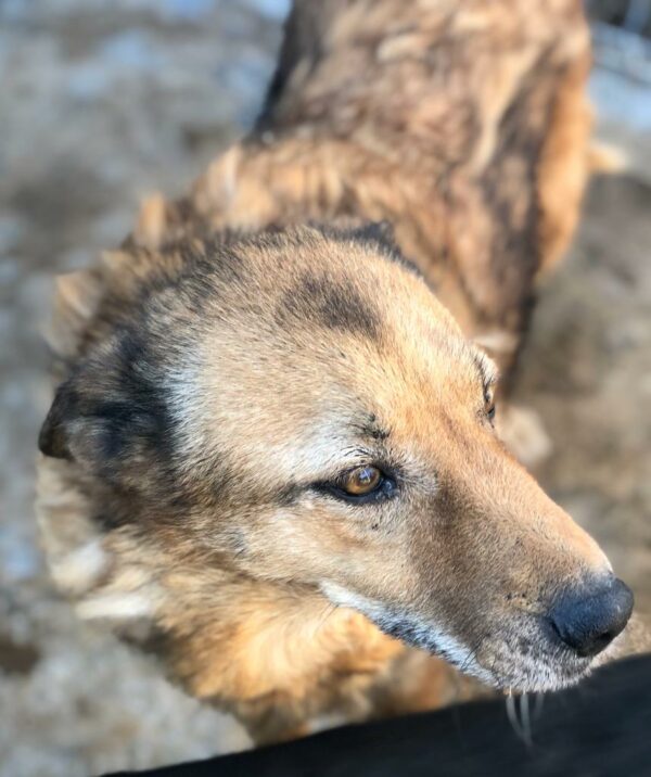 AILINA - medizinischer Notfall - humpelt an der Hinterhand - reserviert Tines Pfötchenhof - vermittelt – Bild 5