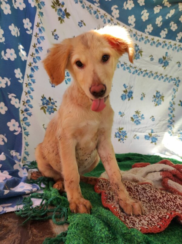 MOLLIE (*Hope) - med. Notfall - auf Pflegestelle in PLZ 3 vermittelt – Bild 2
