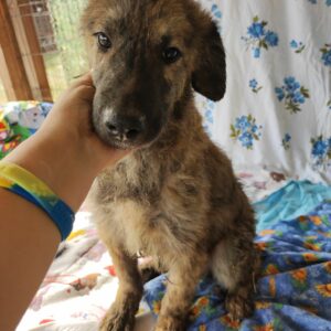 TIMON - durchtrittige Pfoten  RBB