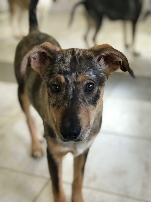 MISS PEPPER - auf Pflegestelle in PLZ 21 *vermittelt*