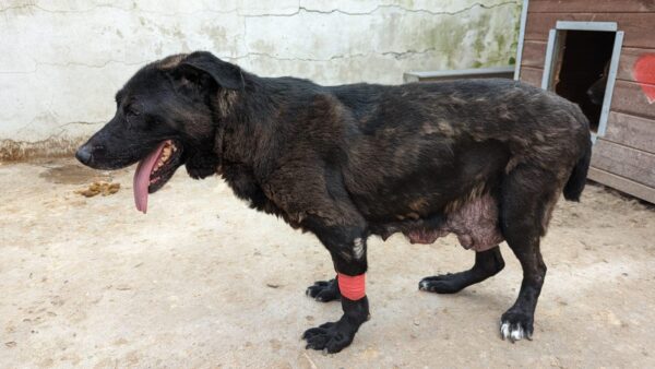 LIESL - auf Pflegestelle als Gnadenplatzhund - ausgereist – Bild 5