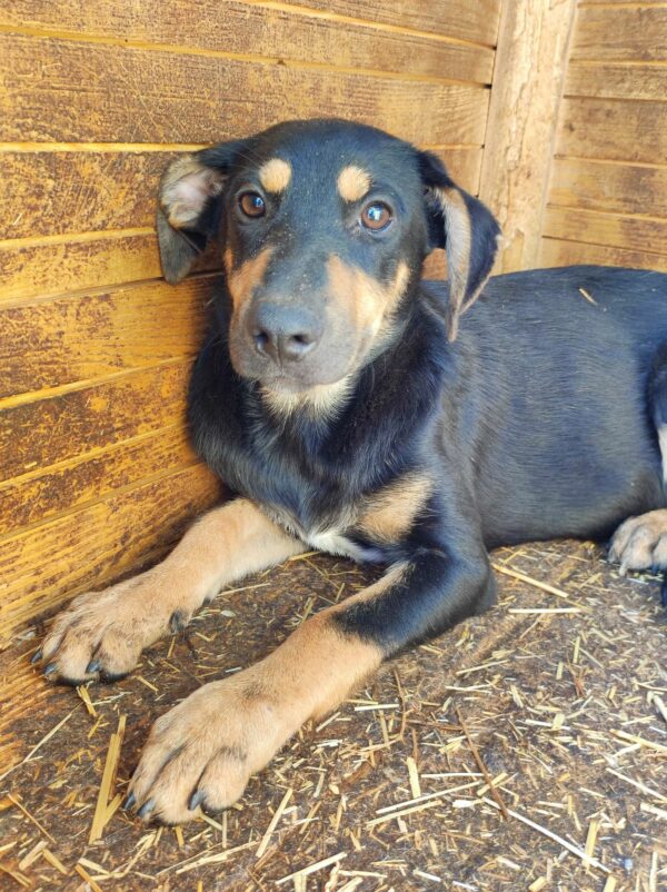 DHARMA - vermittelt LS – Bild 6