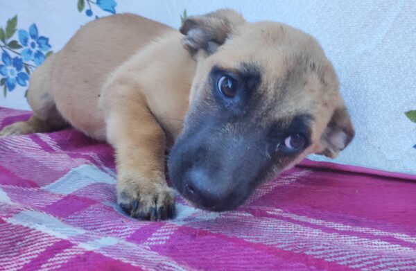 JOOST - auf Pflegestelle in PLZ 2 *vermittelt*