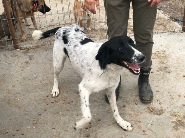 PAQUITO - Notfall - blind! - ausgereist zum Kinder- und Tierschutzhof Hahnenberg – Bild 2