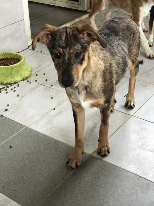 MISS PEPPER - auf Pflegestelle in PLZ 21 *vermittelt* – Bild 2