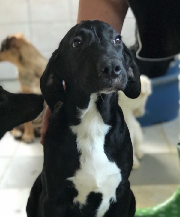 FIDELIO - auf Pflegestelle in PLZ 1 *vermittelt*