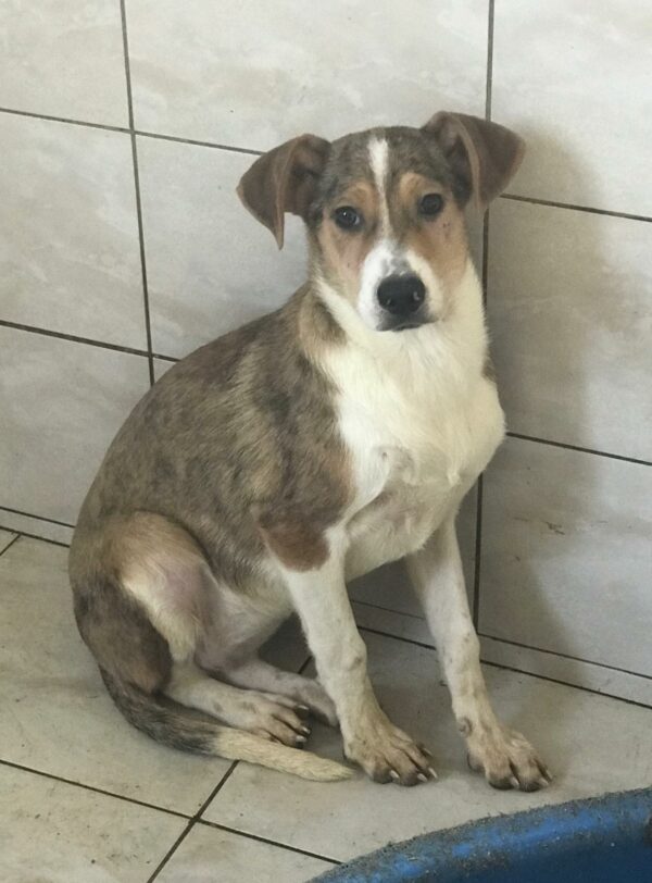 DUCHESS (♀) – Bild 8