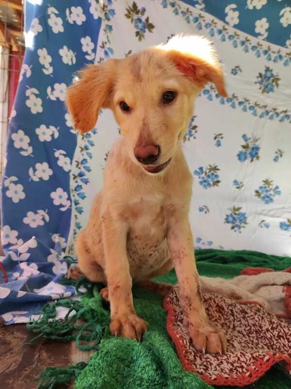 MOLLIE (*Hope) - med. Notfall - auf Pflegestelle in PLZ 3 vermittelt – Bild 6