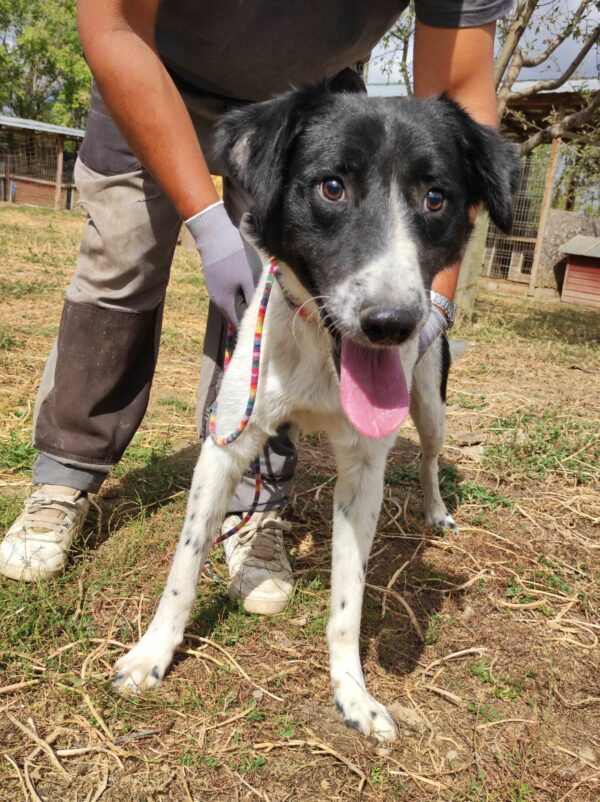 PAQUITO - Notfall - blind! - ausgereist zum Kinder- und Tierschutzhof Hahnenberg – Bild 4