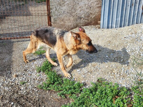 CADDIE - schwache Hinterhand - ausgereist zum Kinder- und Tierschutzhof Hahnenberg – Bild 3