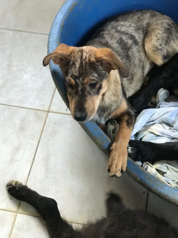 MISS PEPPER - auf Pflegestelle in PLZ 21 *vermittelt* – Bild 3