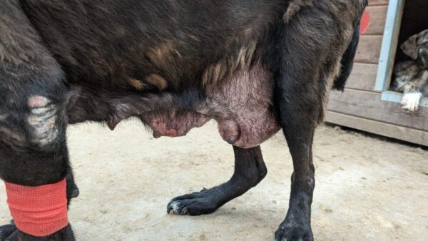 LIESL - auf Pflegestelle als Gnadenplatzhund - ausgereist – Bild 6