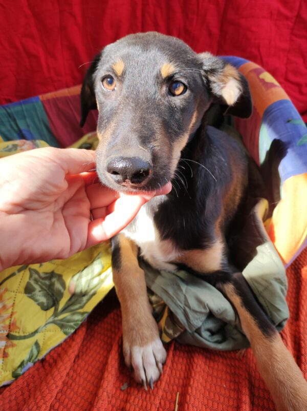 DOOGIE (♂) – Bild 17