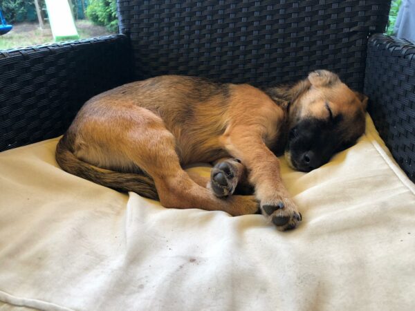 Betsie in 92318 Neumarkt *vermittelt* – Bild 5