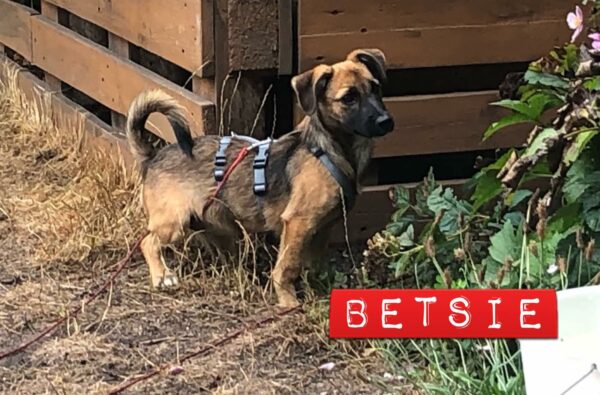 Betsie in 92318 Neumarkt *vermittelt* – Bild 8