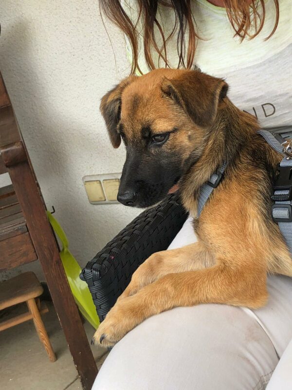 Betsie in 92318 Neumarkt *vermittelt* – Bild 6