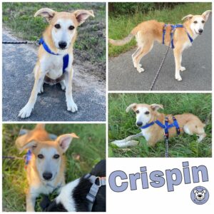 Crispin in 18311 Ribnitz Damgarten - reserviert