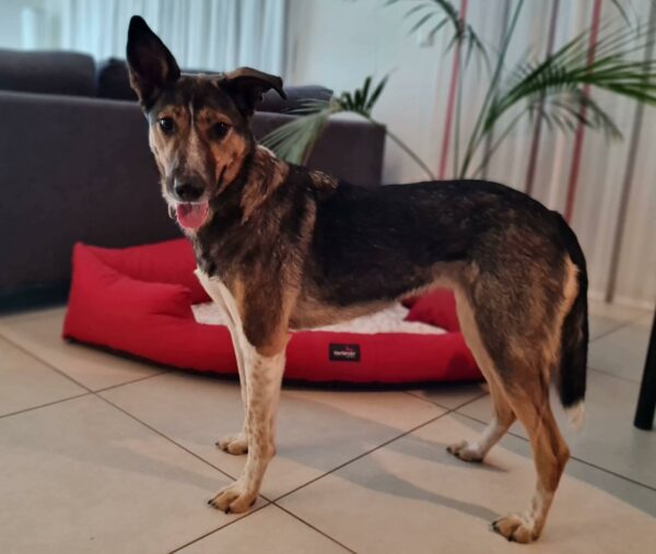 Kikki in 64846 Groß-Zimmern *vermittelt* – Bild 2