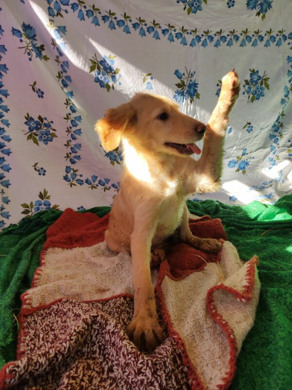 MOLLIE (*Hope) - med. Notfall - auf Pflegestelle in PLZ 3 vermittelt – Bild 3