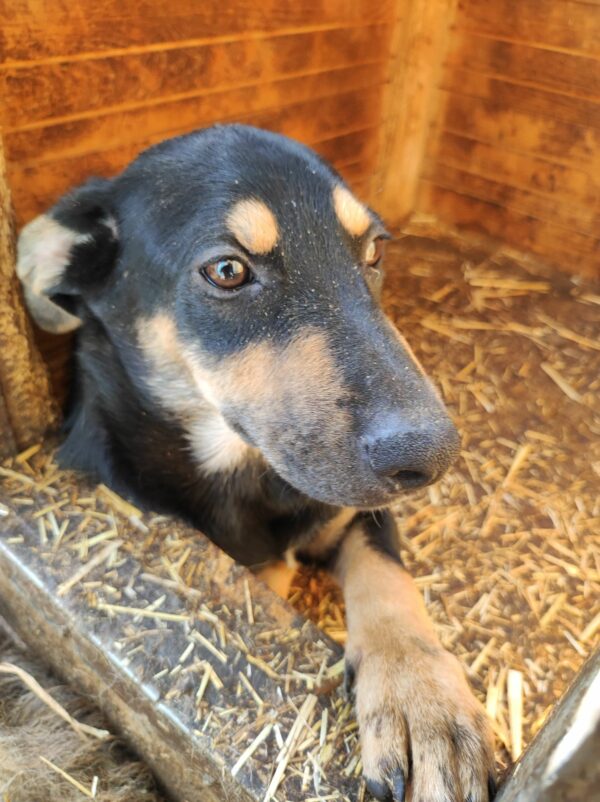 DHARMA - vermittelt LS – Bild 8