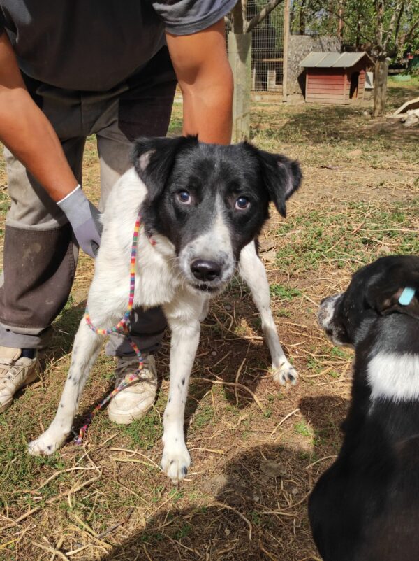 PAQUITO - Notfall - blind! - ausgereist zum Kinder- und Tierschutzhof Hahnenberg – Bild 6