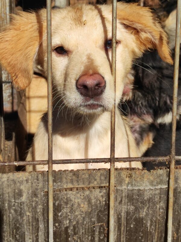 MOLLIE (*Hope) - med. Notfall - auf Pflegestelle in PLZ 3 vermittelt – Bild 7