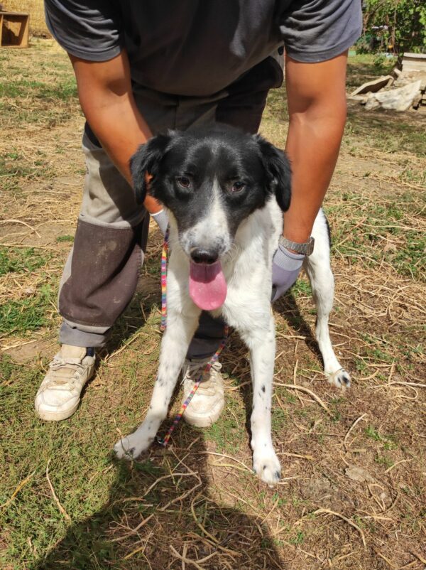 PAQUITO - Notfall - blind! - ausgereist zum Kinder- und Tierschutzhof Hahnenberg – Bild 7
